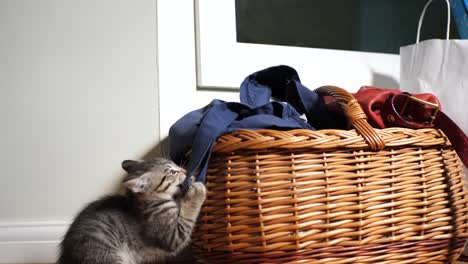 kitten tries to drag a bag from a basket at eight weeks old