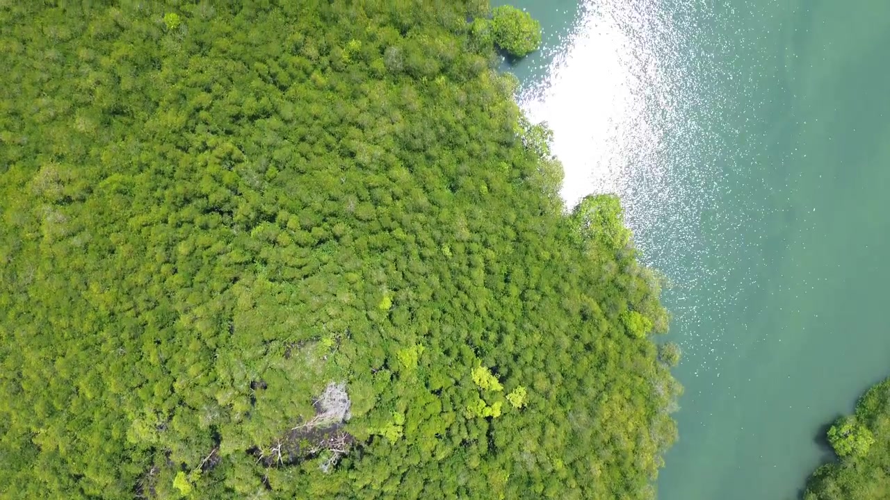 Top down aerial view of untouched mangrove forest with a natural winding tidal channel that gradually widens and merges into the open tropical sea creating a serene and remote coastal landscape.