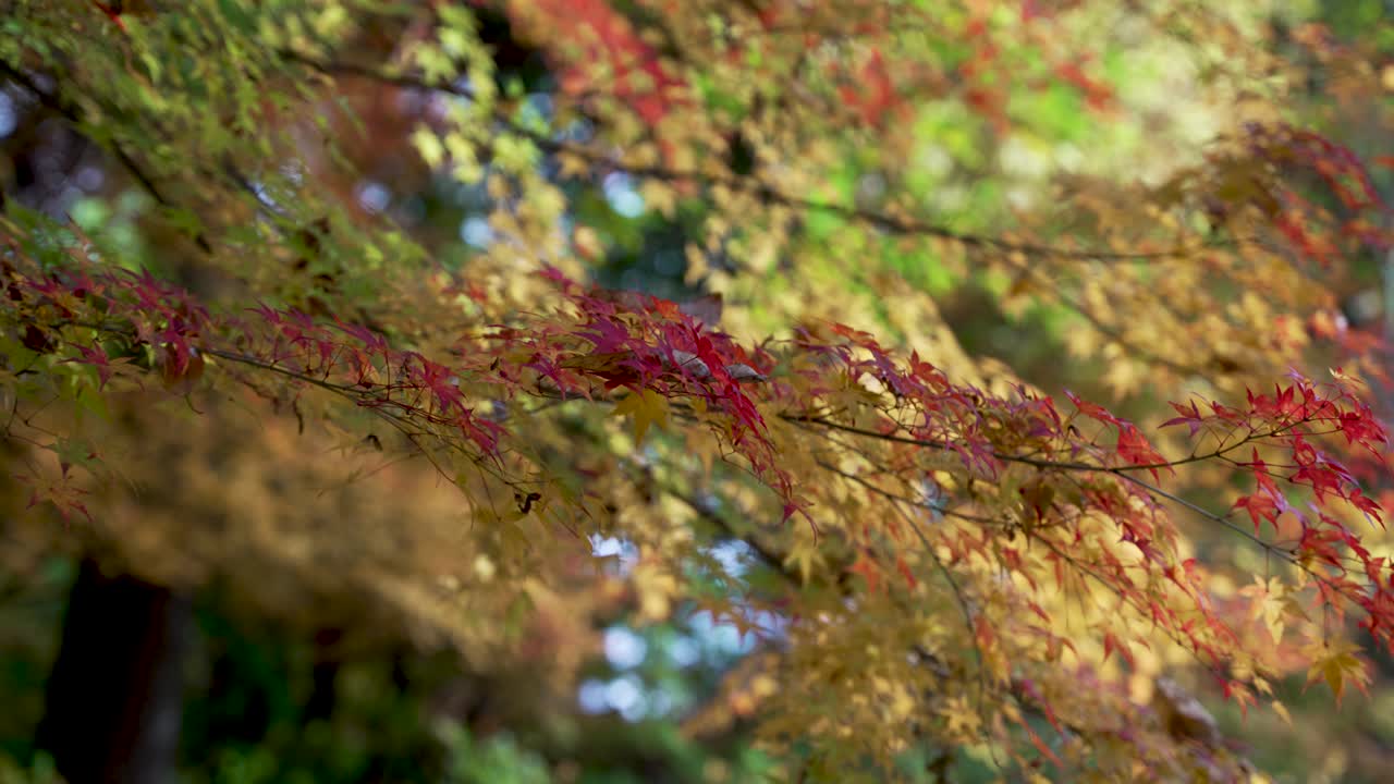 Close up of colorful maple leaves during fall season, creating a vibrant and warm autumnal scene