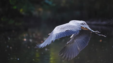 grey heron bird ascends from shallow pond and flying over lake water in slow motion - tracking