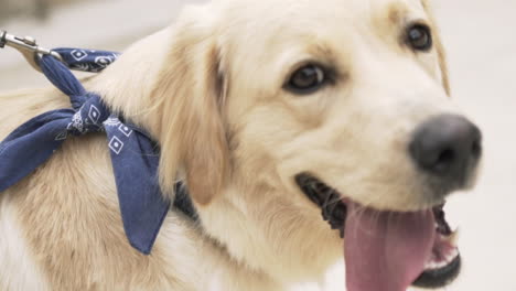 retrato de golden retriever