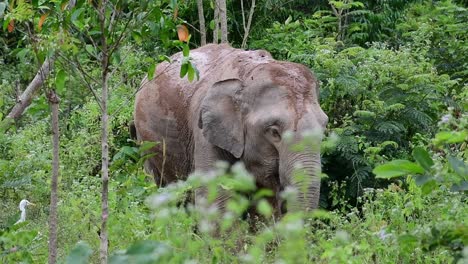 Die-Asiatischen-Elefanten-Sind-Vom-Aussterben-Bedroht-Und-Sie-Sind-Auch-In-Thailand-Beheimatet