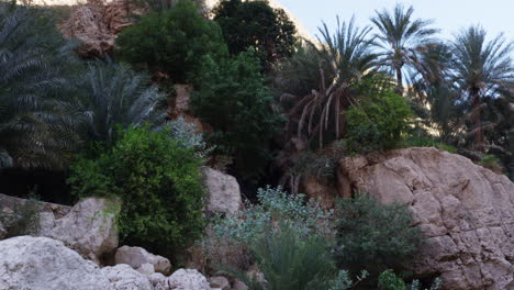 Palm-trees-around-the-pools-of-Wadi-Shab-canyon-in-Oman,-wide-shot