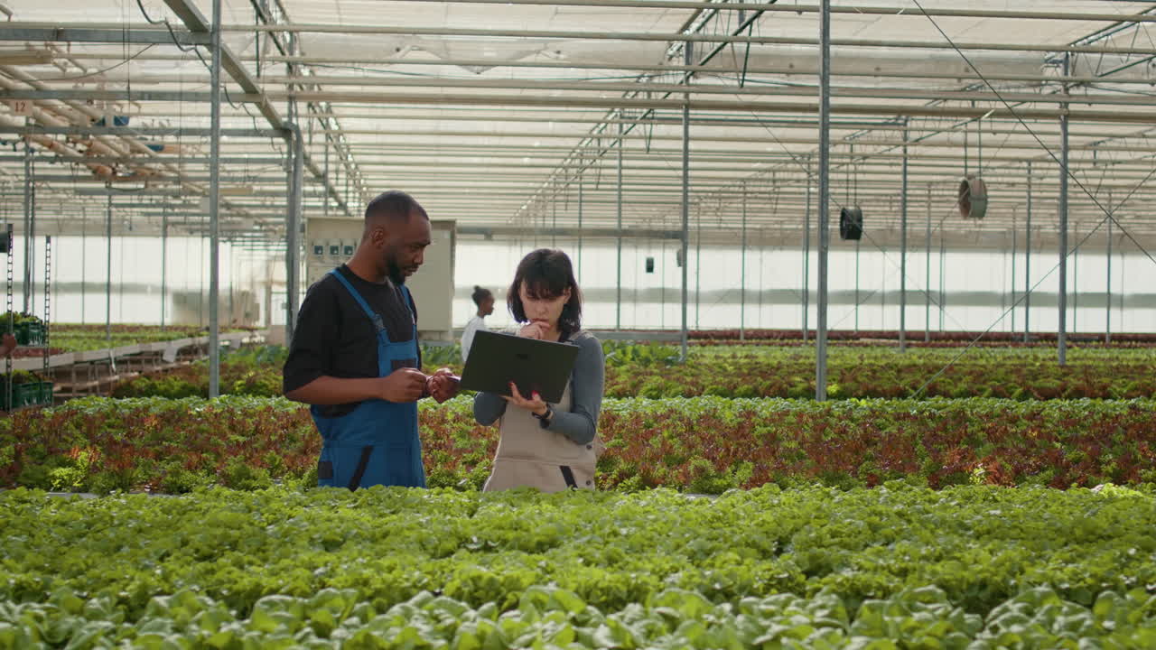 Team van boeren werkt in een kas aan het beheer van een hydrocultuursysteem voor voedselproductie