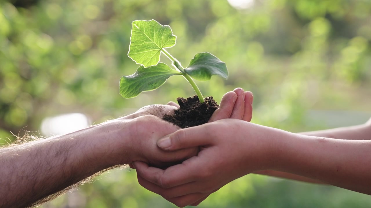 Adult and child hands holding a young green plant with soil outdoors sustainability environmental care green living