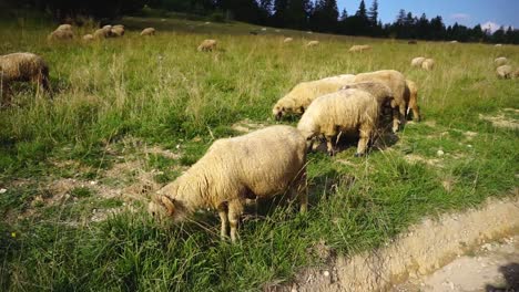 schafe grasen in den karpaten in rumänien