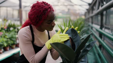 florist young woman checking leaves ficus, gardening worker inspecting greenery