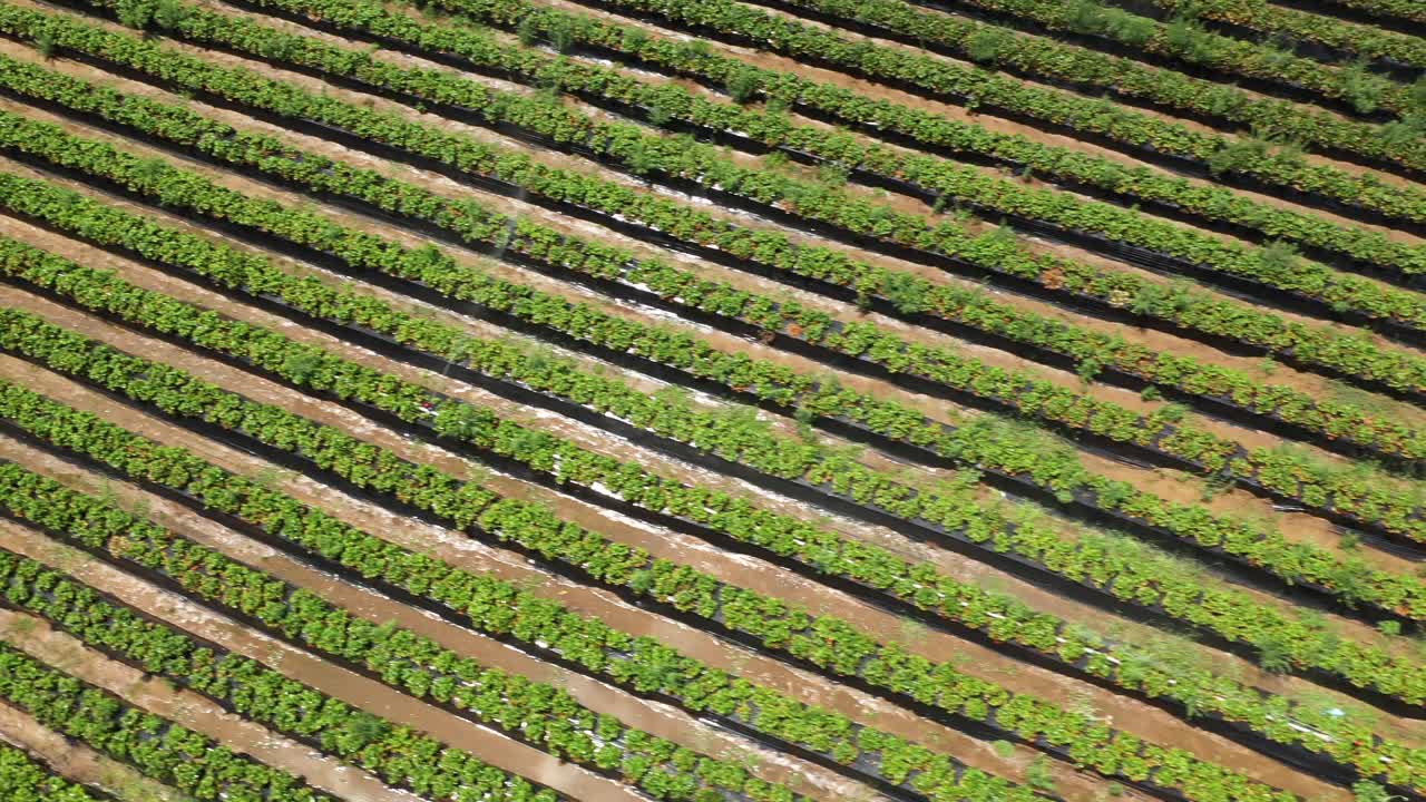 imágenes de drones de un gran campo de fresas con riego