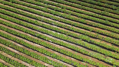 imágenes de drones de un gran campo de fresas con riego