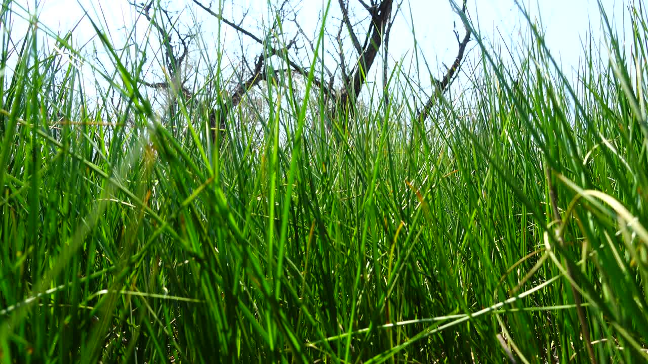 Lo scatto è più fresco dell'erba verde