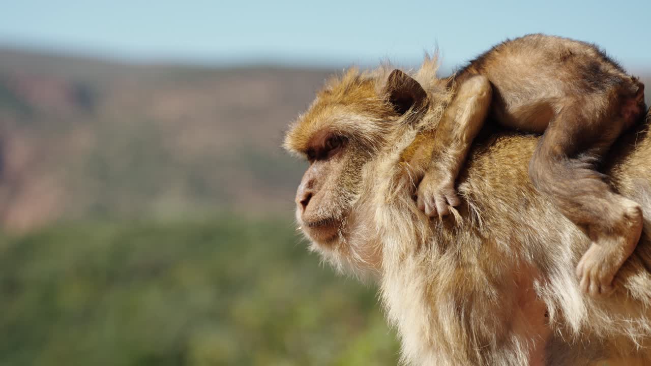 A Barbary macaque carries its baby on its back, standing still under the sun in Ouzoud, Morocco.