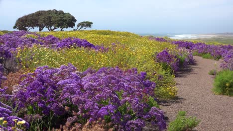 beautiful wildflowers grow along the california coastline