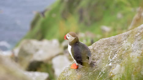 Papageientaucher-Steht-Am-Rand-Einer-Klippe-In-Norwegen,-Im-Vordergrund-Weht-Gras-Und-Im-Hintergrund-Fliegen-Papageientaucher,-Zeitlupe