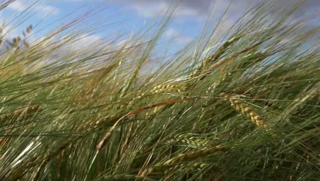 Wheat-crops-growing-in-farmland-against-blue-skies-and-clouds