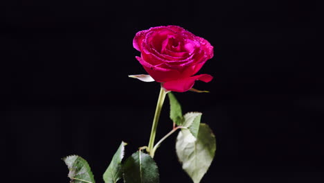 Rotating-Pink-Rose-Flower-with-Wet-Petals-and-Leaves