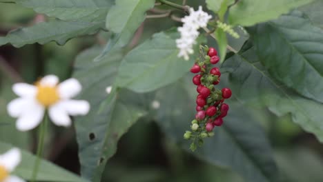 White-flowers-with-red-buds-hanging-below-on-green-leaves-background