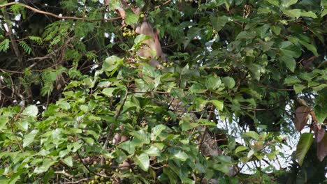 seen moving up the tree and then jumps to a branch to reach out for some fruits then climbs up, small-toothed palm civet arctogalidia trivirgata, khao yai national park, thailand