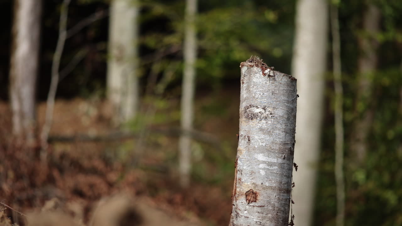 컷 트리 섹션 - 쓰러진 숲 20