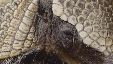 an armadillo resting on the ground under the sunlight