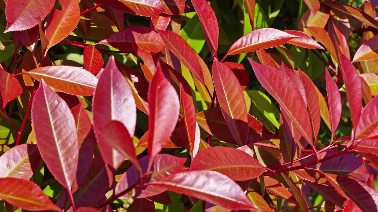 Close-up view of red leaves in bright sunlight, showing autumn mood in springtime.