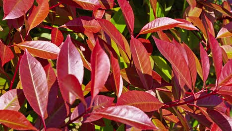 close-up view of red leaves in bright sunlight, showing autumn mood in springtime.