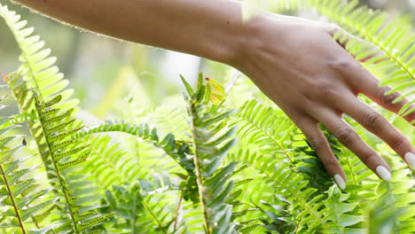 naturaleza, manos y planta de helecho tocante