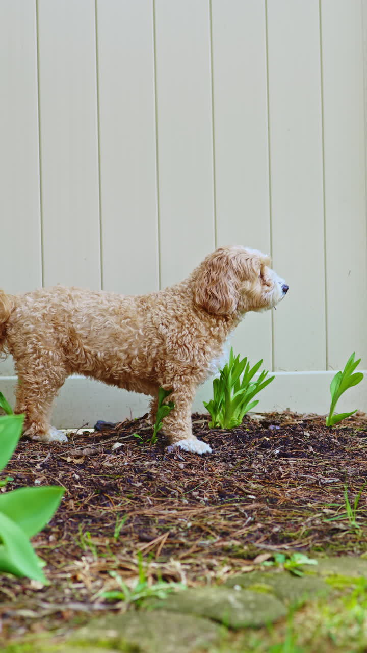 Un incrocio di Barboncino Toy e Havanese si trova in giardino, osservando le piante e godendosi il caldo sole pomeridiano.