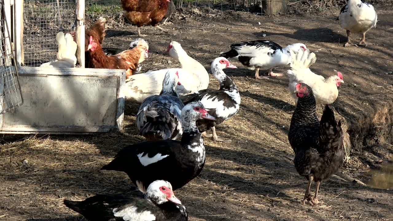 Molte anatre e galline domestiche in una fattoria