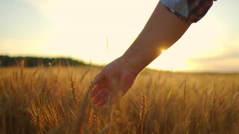 Primer-Plano-De-Un-Hombre,-Un-Anciano-Granjero,-Tocando-Espiguillas-O-Borlas-De-Trigo-Al-Atardecer-En-Un-Campo-En-Cámara-Lenta.-Campo-De-Cereales