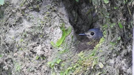 a beautiful worm flycatcher nested in a cliff hole