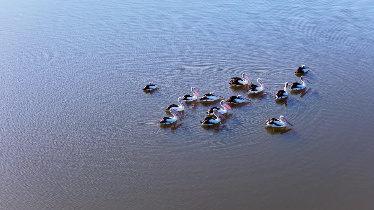 Aerial view of a group of Australian pelicans gliding together on still lake water under soft daylight, with gentle camera movement and tranquil mood