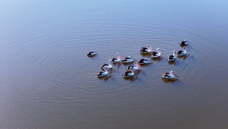 aerial view of a group of australian pelicans gliding together on still lake water under soft daylight, with gentle camera movement and tranquil mood