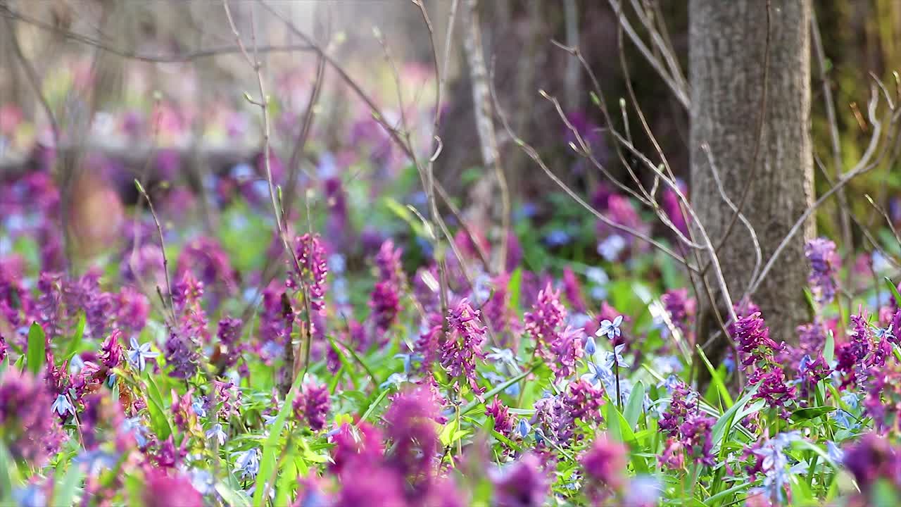 Corydalis cava and Scilla spring flowers forest
