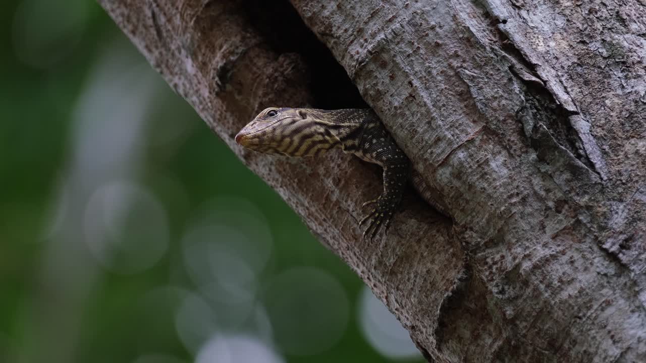 видна, глядя из норы, а затем закрывает глаз, облачная мониторная ящерица varanus nebulosus, таиланд