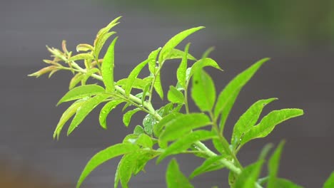 Closeup-of-fresh-and-green-leaf,-moving-in-the-wind