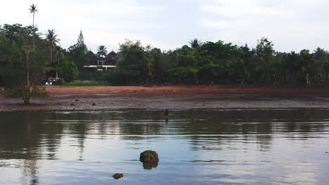 Wild-stray-dog-standing-in-shallow-water-on-tropical-beach-at-low-tide