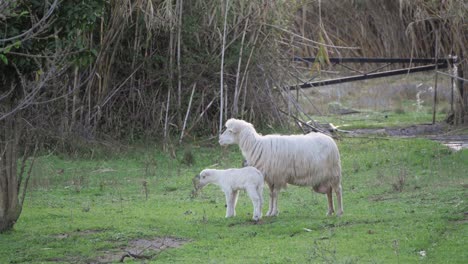 Slow-motion-shot-of-mother-sheep-standing-with-her-little-cute-lamb-on-green-meadow-in-Sardinia,-Italy