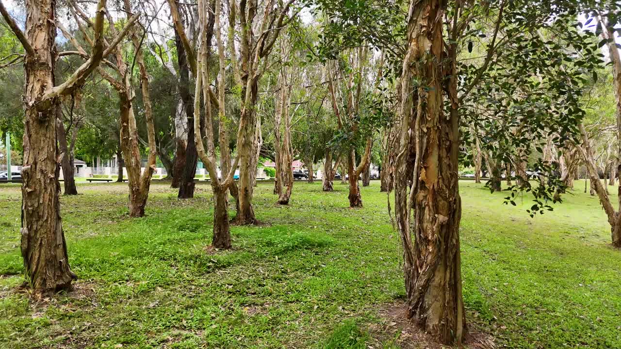 el dron captura el bosque sereno con los coches que pasan