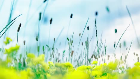 nature flowers garden . beautiful nature scene with blooming tree flowers outdoor