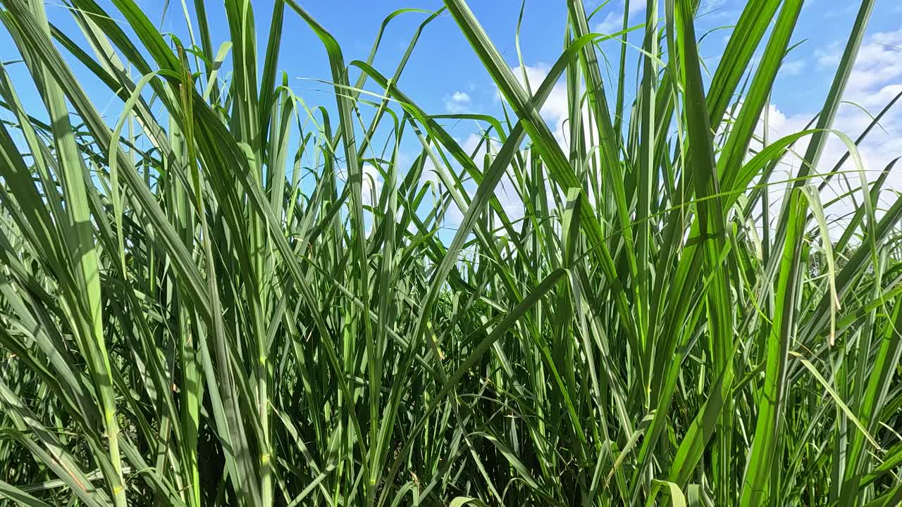 Lush tall grass gently sways in bright daylight, blue sky and clouds visible above