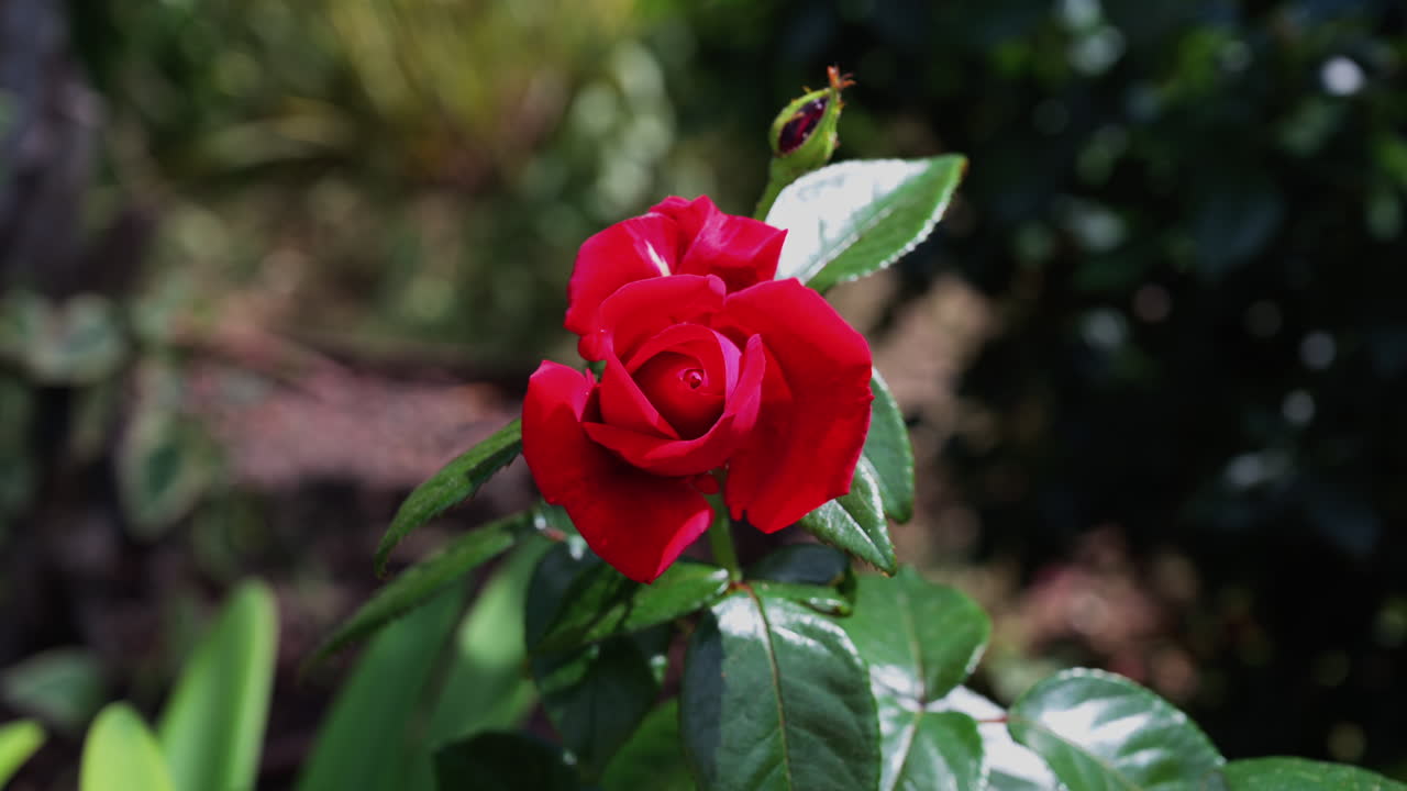 Close up of red roses with a blurred garden on the background
