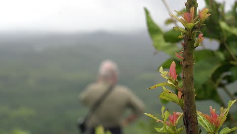 A-close-up-of-Agumbe-Rainforest-plant-with-a-forest-ranger-in-the-background