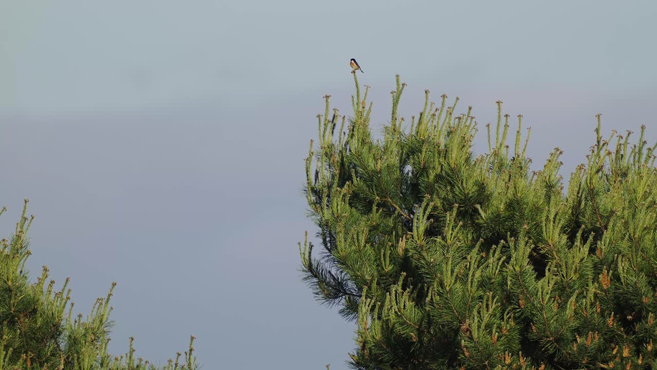 hembra stonechat posado en una rama verde en la distancia