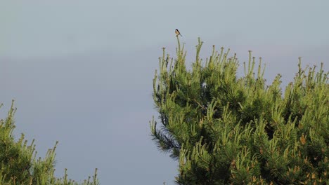 Hembra-Stonechat-Posado-En-Una-Rama-Verde-En-La-Distancia