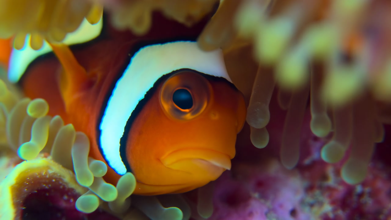 Closeup Clownfish Nestled In Anemone, Vibrant Orange And White Fish Peeking Through Translucent Tentacles,