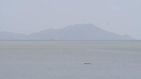 Bandada-De-Pájaros-Cazando-Peces,-Sumergiéndose-En-El-Agua-Para-Atraparlos