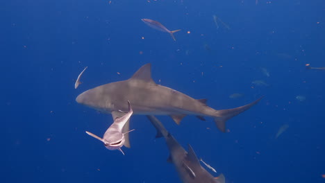 los tiburones toro y los peces remora nadan hacia la cámara.