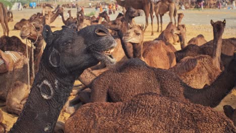 camels at pushkar mela camel fair festival in field eating chewing. pushkar, rajasthan, india