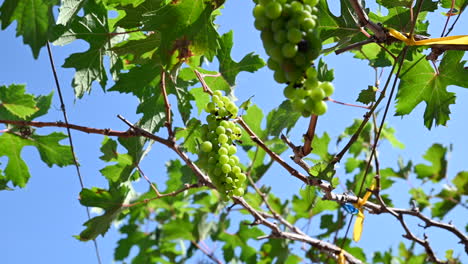 close up shot of white wine grapes between the leafs in the vineyard crop ready to be harvested-1