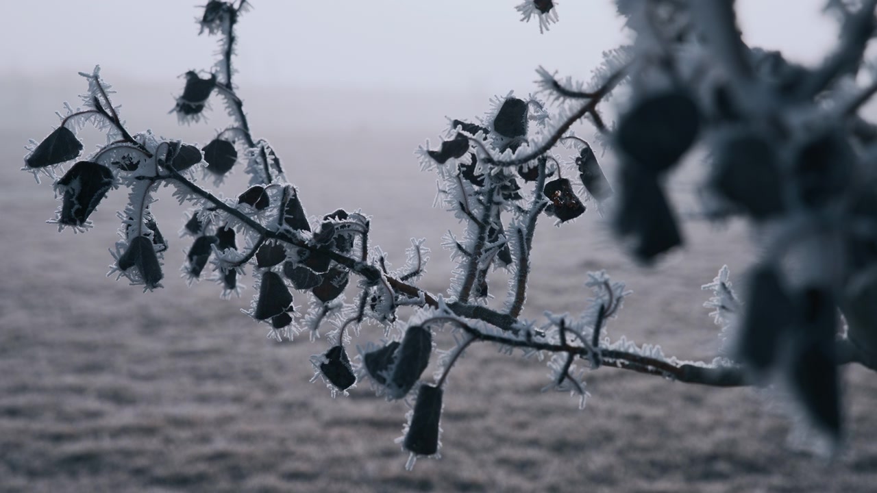Tree branch with dried leaves covered in morning frost in winter